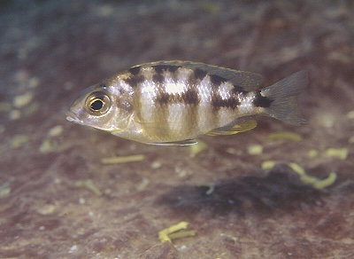 Protomelas sp. 'steveni taiwan' Taiwanee Reef